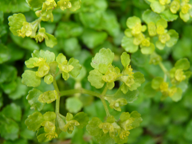 Fleurs jaunes verdâtres de petite taille. Agrandir dans une nouvelle fenêtre (ou onglet)